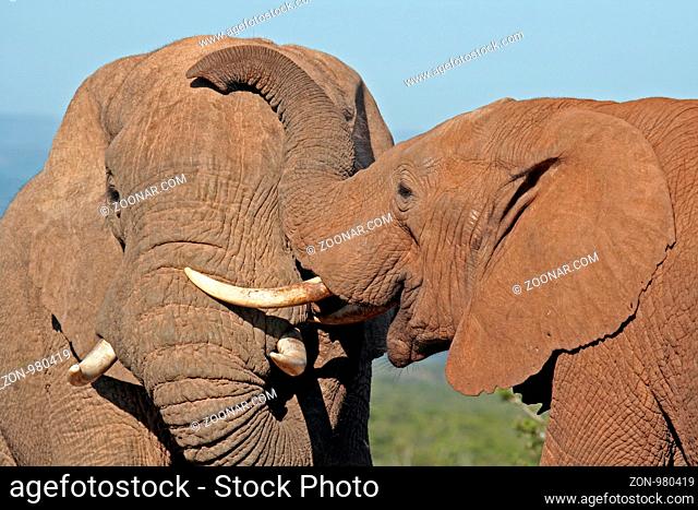 Zwei Elefanten in Südafrika; two elephants, south africa