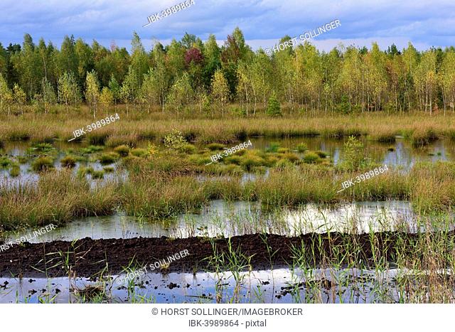 Waterlogged, renatured bog with bulrushes (Schoenoplectus lacustris), common reed (Phragmites australis) and birches (Betula pubescens)