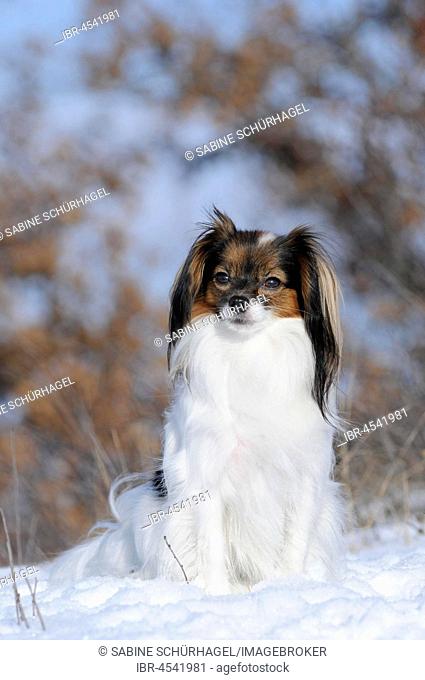 Phalene, Continental Toy Spaniel, Epagneul Nain Continental, female, white, red sable