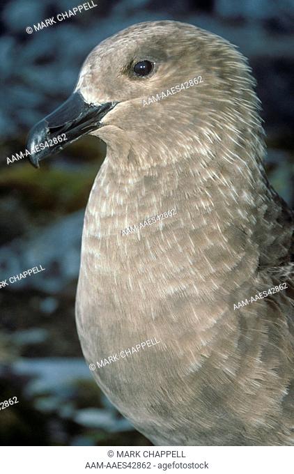 South Polar Skua (Catharacta maccormicki) Anvers Isl., Antarctica