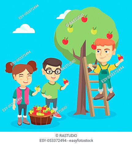 Little caucasian children harvesting apples in apple orchard. Cheerful children picking fresh ripe apples from apple tree and putting in a basket