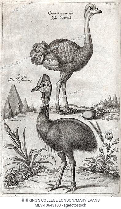 Ostrich with egg and Cassowary. From: 'The ornithology of Francis Willughby'