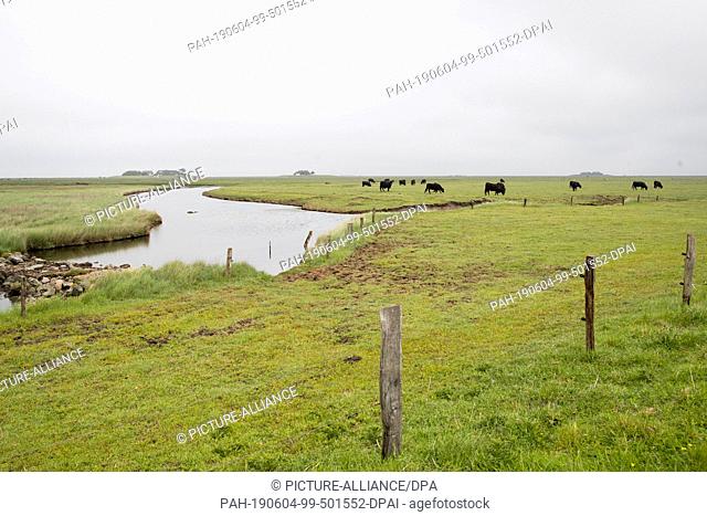 31 May 2019, Schleswig-Holstein, Dagebüll: Cattle graze on the salt marshes on the Hallig Langeness. The 11, 500 square kilometre Wadden Sea stretches over 500...