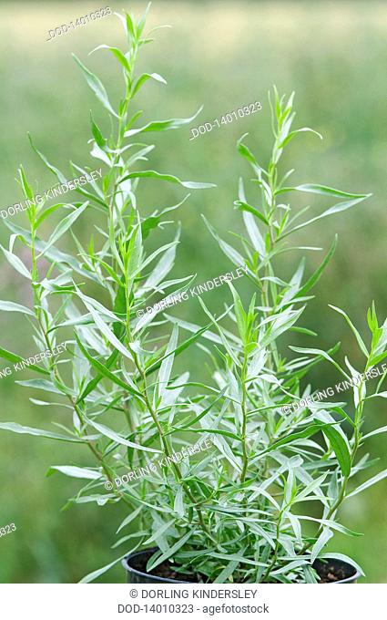 Artemisia dracunculus Tarragon leaves, close-up