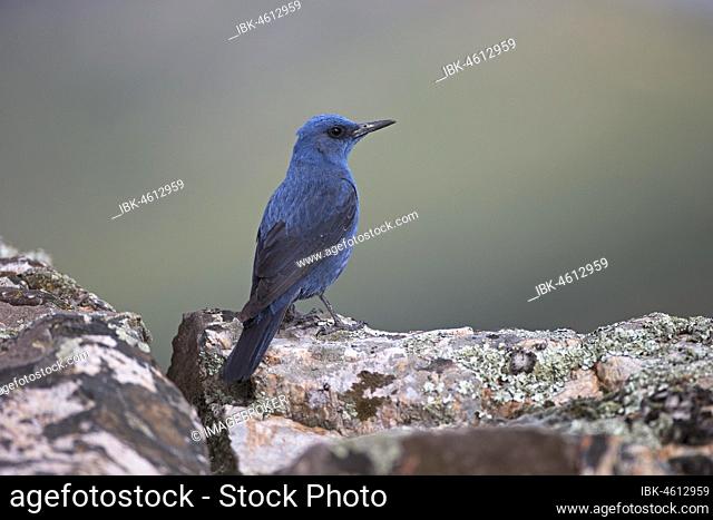 Blue Rock Thrush (Monticola solitarius), Extremadura, Spain, Europe