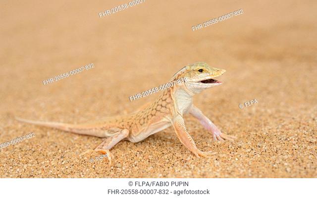 Shovel-snouted Lizard (Meroles anchietae) adult, with mouth open, standing on sand dune in desert, Namib Desert, Namibia, February