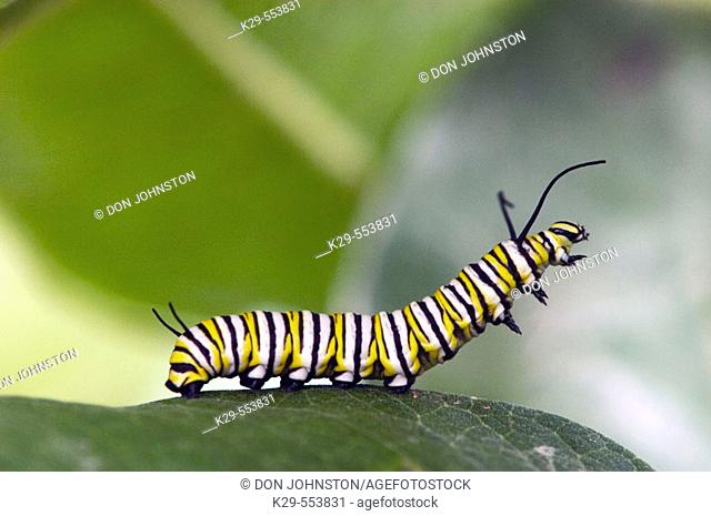 Monarch butterfly (Danaus plexippus) 5th instar caterpillar migrating away from host plant. Lively, Ontario, Canada