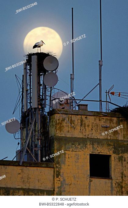 white stork (Ciconia ciconia), in front of full moon on its nest on a garner with satellite dishs , Spain, Extremadura, Torrejon el Rubio