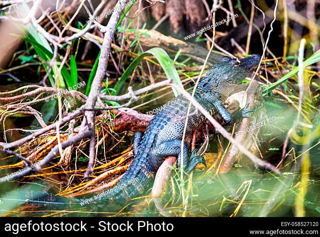 Young Alligator in Everglades National Park, Florida, USA