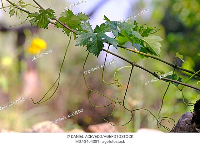 Summer vine leaves and branches, La Rioja Wine region, Spain
