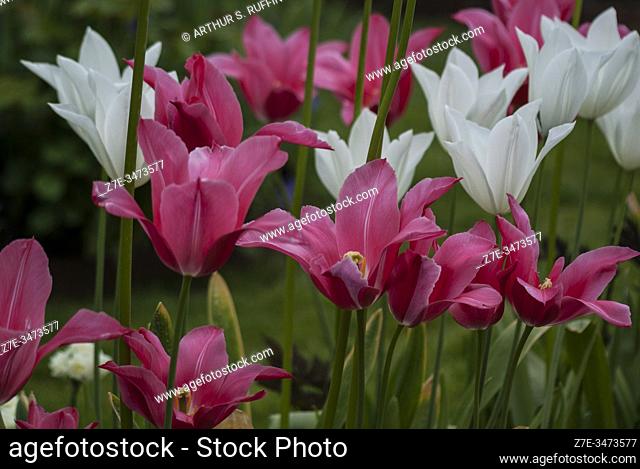Pink and white tulips. Tulip season at Tivoli Gardens. Copenhagen, Denmark, Europe