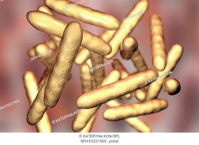 Whipple's disease bacteria, illustration