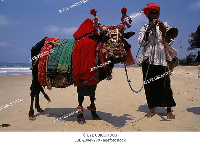 Lambani gypsy playing wind instrument and leading cow with highly decorated harness on beach