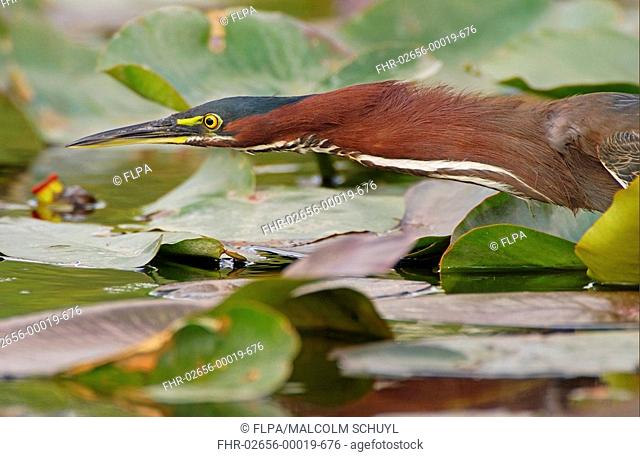 Green Heron Butorides striatus adult fishing from waterlily leaves, Florida, U S A