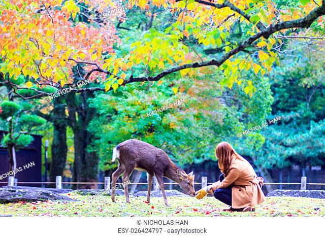 The Fall season of Nara with nice maple color