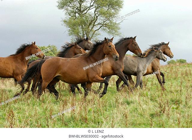 domestic horse Equus przewalskii f. caballus, herd, gallopping on a meadow, Ireland