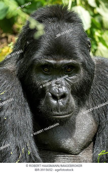 Mountain Gorilla (Gorilla beringei beringei), male, Bwindi Impenetrable National Park, Uganda