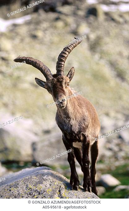 Spanish Ibex (Capra pyrenaica victoriae), Sierra de Gredos. Ávila, Castilla-León, Spain