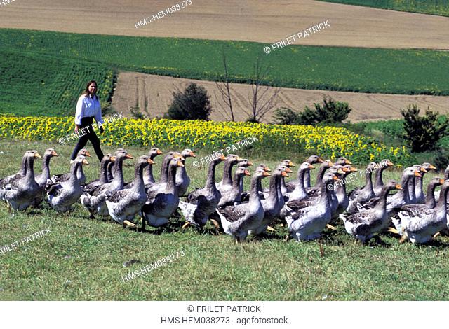 France, Gers (32), goose breeding at Avignon Mas