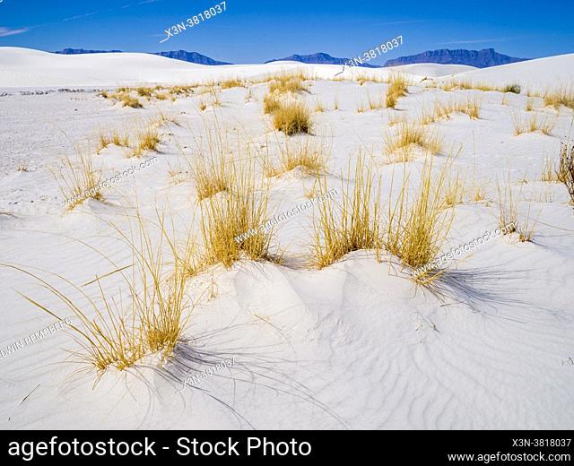 Desert grasses growing out of the white sand dunes at White Sands National Park, New Mexico,