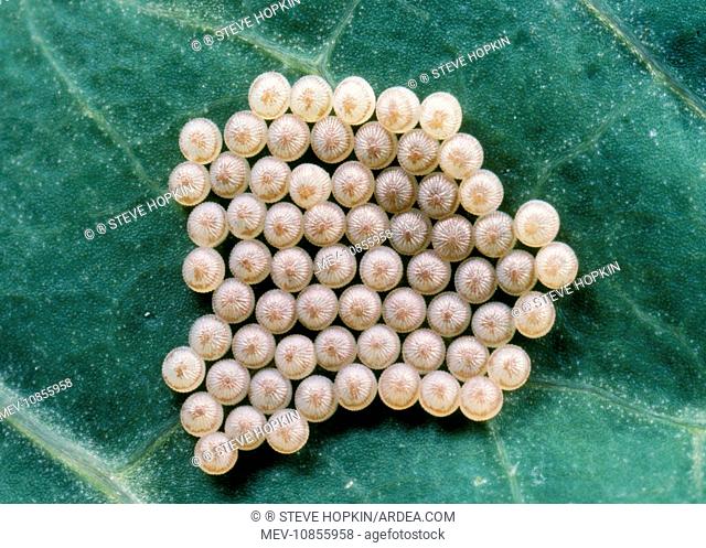 Eggs of Hebrew Character Moth (Orthosia gothica)