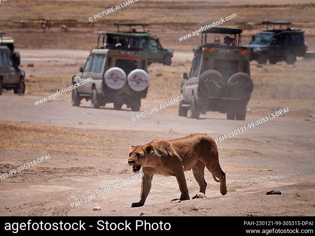 24 September 2022, Tanzania, Nyabogati: A lioness (Panthera leo) walks past waiting safari jeeps across a road to her cubs in Serengeti National Park
