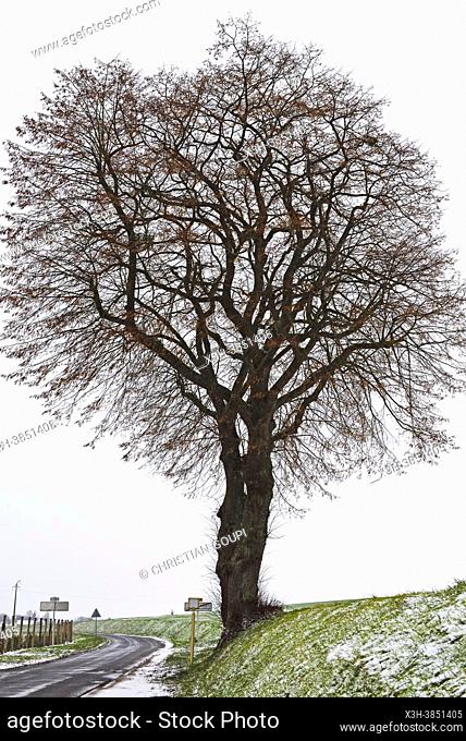 Twin linden trees, Eure-et-Loir department, Centre-Val-de-Loire region, France, Europe