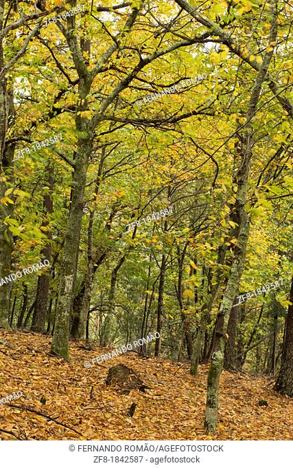 Chestnut forest at Lousã Mountain, Portugal