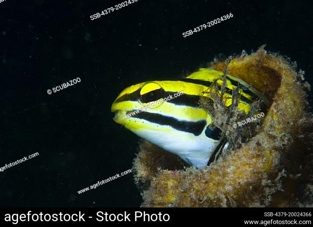 Side view of a Striped Fangblenny, Meiacanthus grammistes, hiding inside a tube, with only its head out, Taliabu Island, Sula Islands, Indonesia