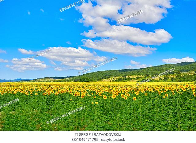 Fielda of Yellow Sunflowers in Bulgaria
