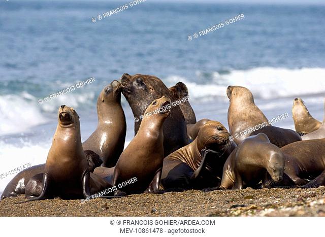 South American / Southern / Patagonian Sealion - Group of one male and several females resting on the beach (Otaria flavescens)