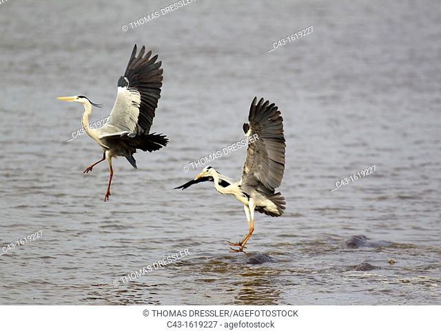 Grey Heron Ardea cinerea - Hostile attack of a heron and flight of its rival  The herons at Sunset Dam use the back of the usually unconcerned hippopotamus'...