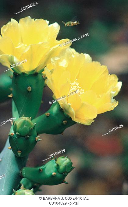 Prickly Pear flowers (Opuntia dillenii)