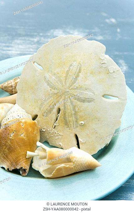 Seashells and sand dollar in bowl