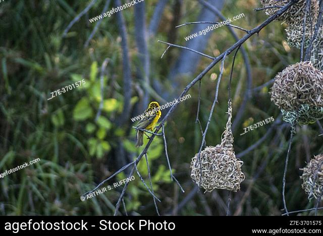 A southern masked weaver (Ploceus velatus) perched on the branch of a tree decked with weaver hanging nests. Mosi-oa-Tunya National Park, Livingstone, Zambia