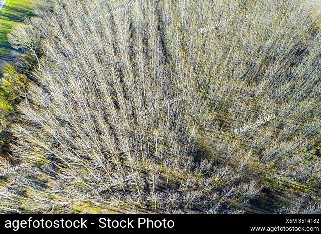 Poplar grove. Aerial view. Ancin area. Navarre, Spain, Europe