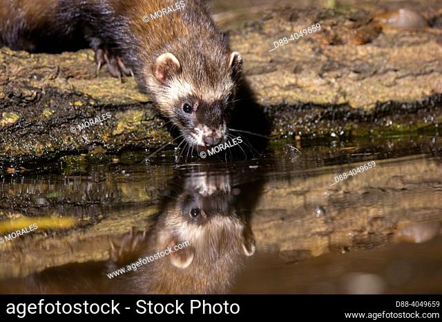 France, Brittany, Ille et Vilaine), European polecat (Mustela putorius), drinking from a pond