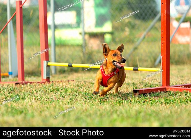 A young brown mixed breed dog learns to jump over obstacles in agility training. Age almost 2 years