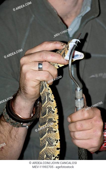 Puff Adder - fangs beimng displayed by handler - Ant\'s Hill Reserve, near Vaalwater, Limpopo province, South Africa