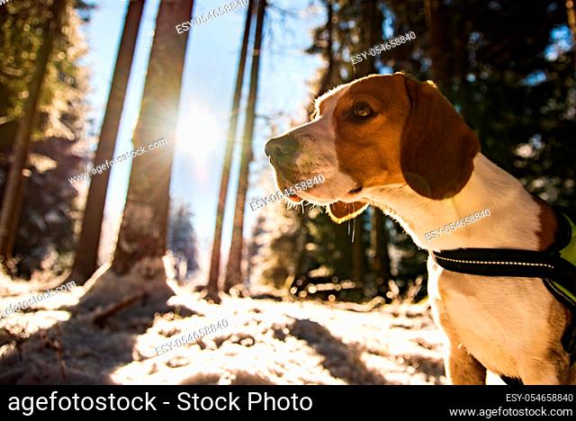 Beagle dog in snowy forest winter sun flare