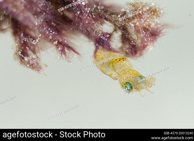 Pygmy squid, Idiosepius sp., Hanging onto a Decorator crab, Mataking Island, Sabah, Borneo, Malaysia