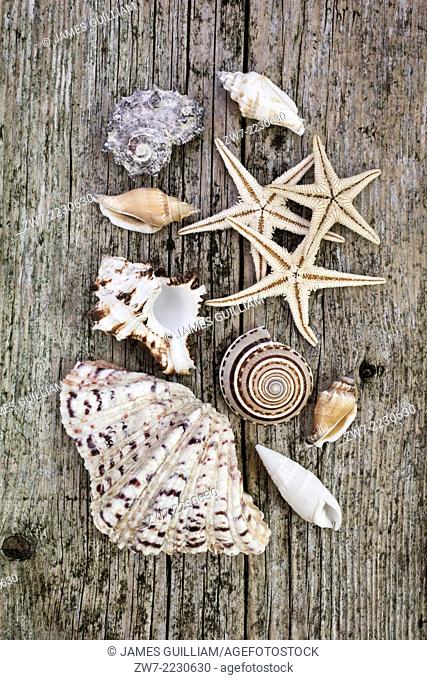 Sea shells and starfish on rustic timber decking