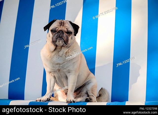Pug dog in hooded beach chair, Sylt, Schleswig-Holstein, Germany, Europe