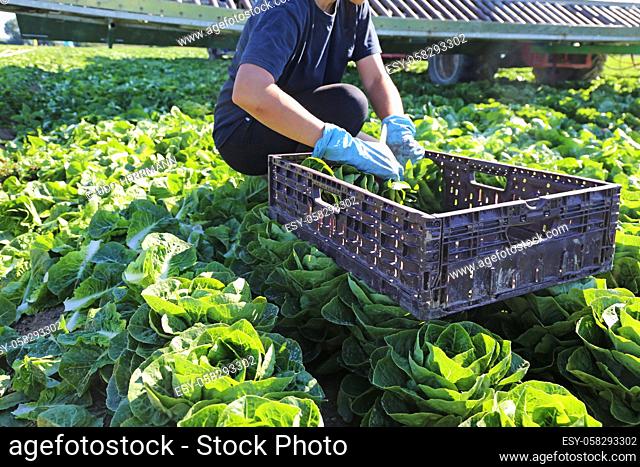 Agricultural salad harvest: Harvest helpers from Romania harvest Mini Romana in Germany