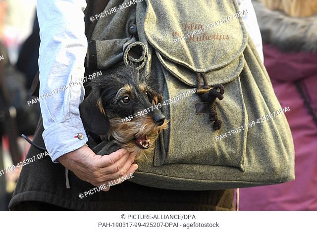 17 March 2019, Bavaria, München: A dachshund is carried in a backpack during a dachshund parade and stretches its head out of a side opening