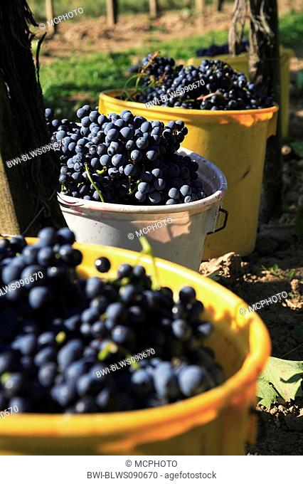 grape-vine, vine Vitis vinifera, grape harvest, grapevines in buckets, Austria, Niederoesterreich, Elsarn