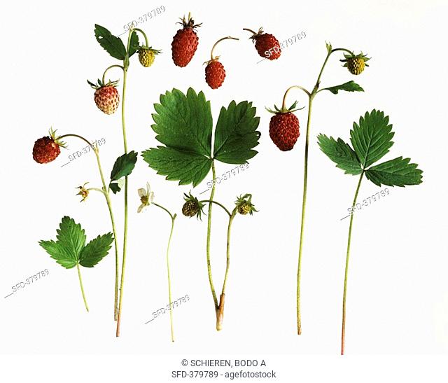 Wild strawberries with leaves