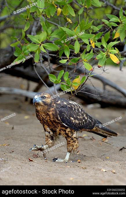 Galapagos Hawk (Buteo galapagoensis) walking on the sand, Santiago Island, Galapagos Islands, Ecuador