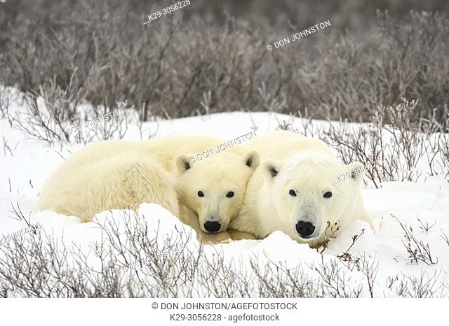 Polar Bear (Ursus maritimus) Mother and yearling cub resting along the Hudson Bay coast, Wapusk NP, Cape Churchill, Manitoba, Canada
