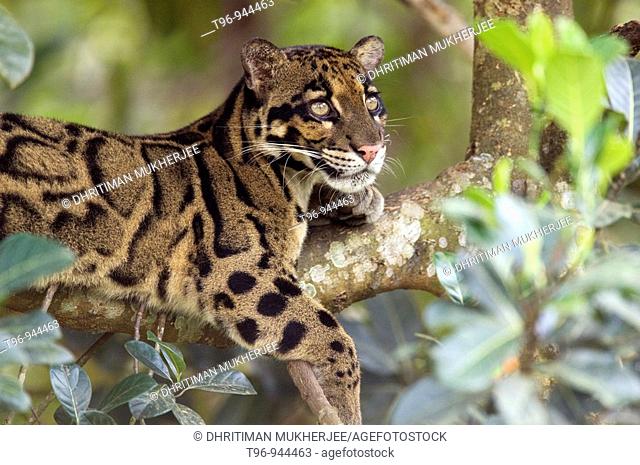 Clouded Leopard in Captive Situation